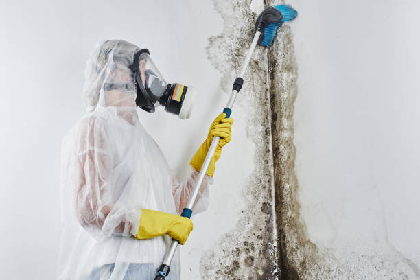 Best Toxic Mold Removal  in The Galena Territory, IL