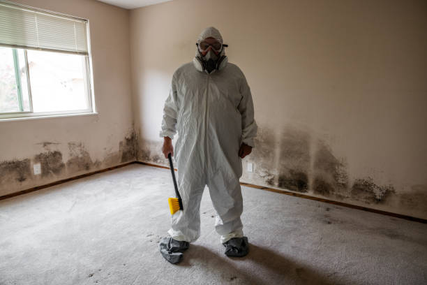 Office Mold Removal Services in The Galena Territory, IL