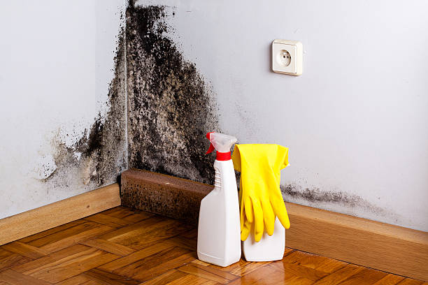 Best Commercial Mold Removal  in The Galena Territory, IL