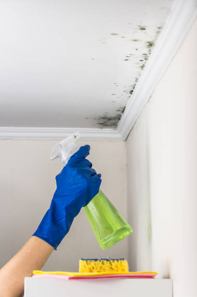 Best Residential Mold Removal  in The Galena Territory, IL